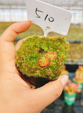 浙江实物图--卡洛斯迷你茅膏菜  小型造景食虫草精选实拍图510