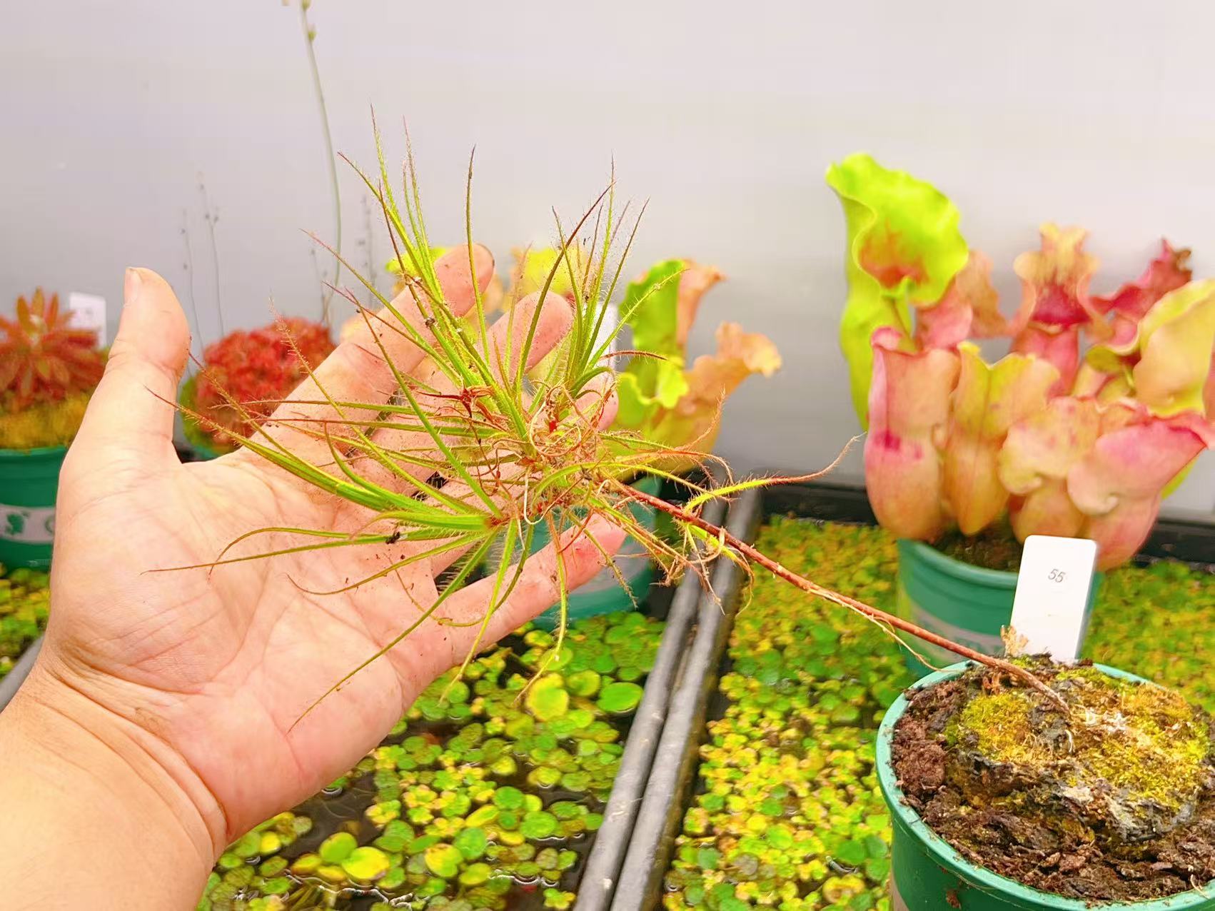 佛山实物图--55号 美杜莎捕虫树 大苗老桩加仑盆精选一物一拍实拍