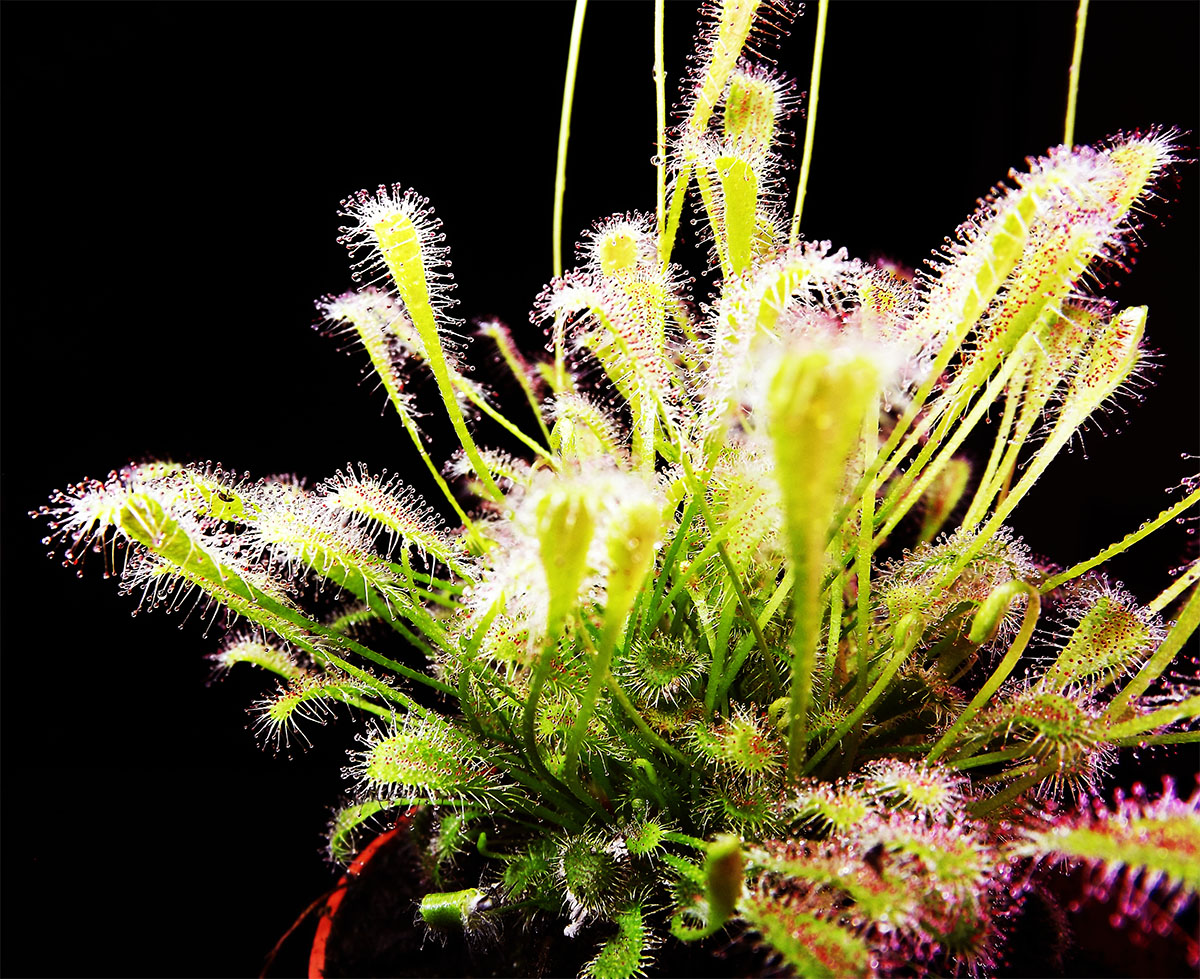 食虫植物--巢型茅膏菜  粘虫子能手 食虫草 绿植小盆栽