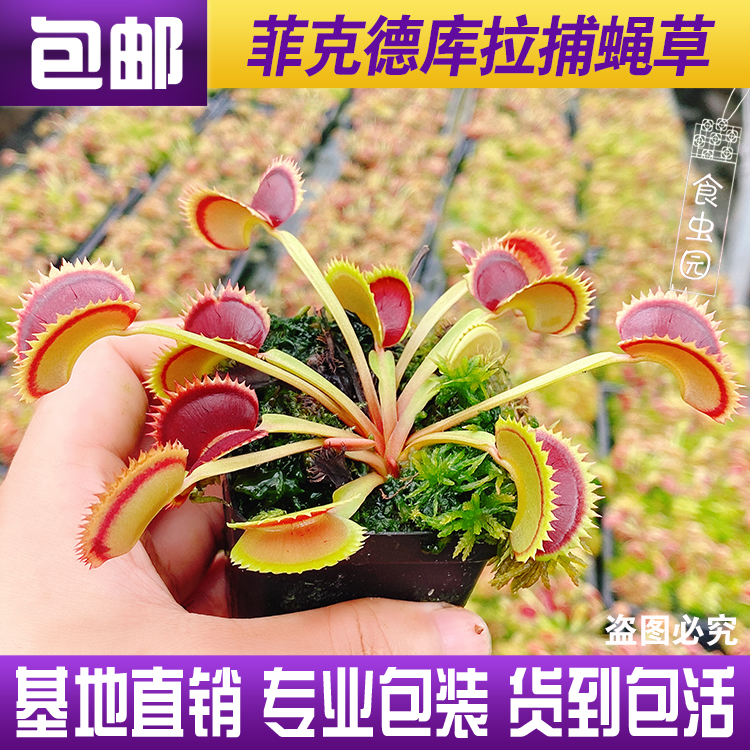 食虫植物 带分株捕蝇草 超多夹子 爆盆 双十一特价促销包邮 猪猪淘宝优惠券 和好朋友一起省钱