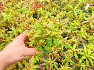 食虫植物 奇异猪笼草多头爆盆分株花叶小型笼绿植盆栽精选食虫猪