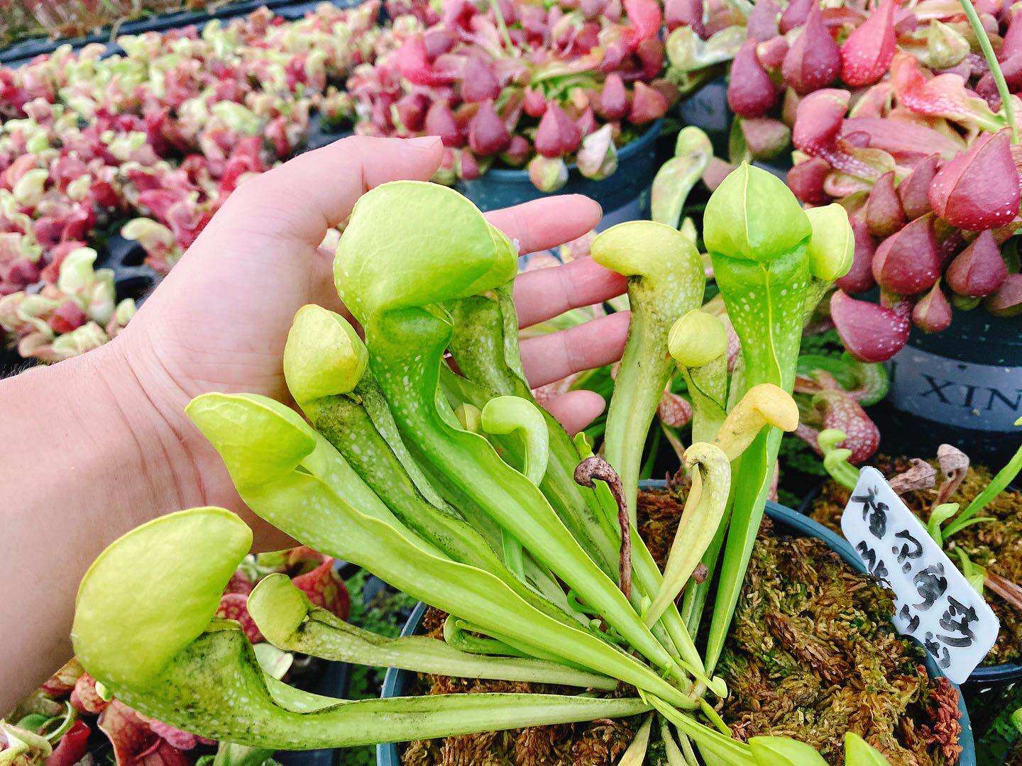 福尔摩莎（绿）瓶子草 食虫植物 稀有进口品种趣味绿植盆栽