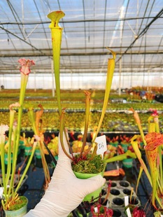 浙江实物图--黄瓶瓶子草大苗双头苗特价精选一物一拍实拍图523号