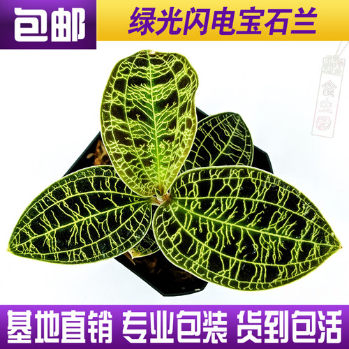雨林缸造景趣味绿植包邮金线莲