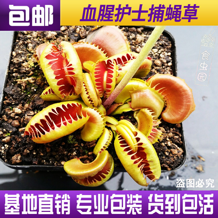 【血腥护士捕蝇草】食虫植物 食虫草 趣味绿植盆栽 稀有品种 包邮,鲜花速递/花卉仿真/绿植园艺,食虫植物,淘宝优惠券,粉丝福利购,淘宝优惠卷