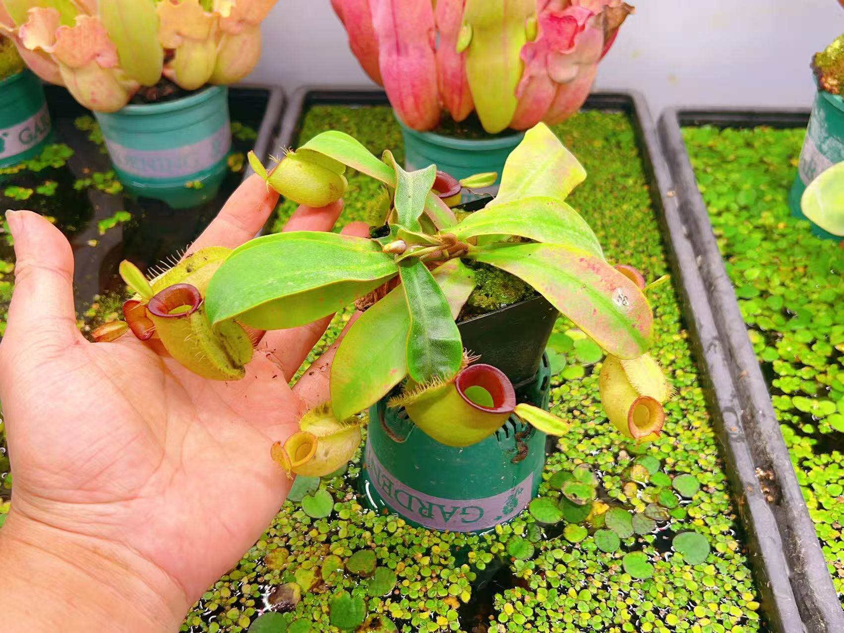 佛山实物图--58号  红唇绿苹果猪笼草 高颜值精选一物一拍实拍图