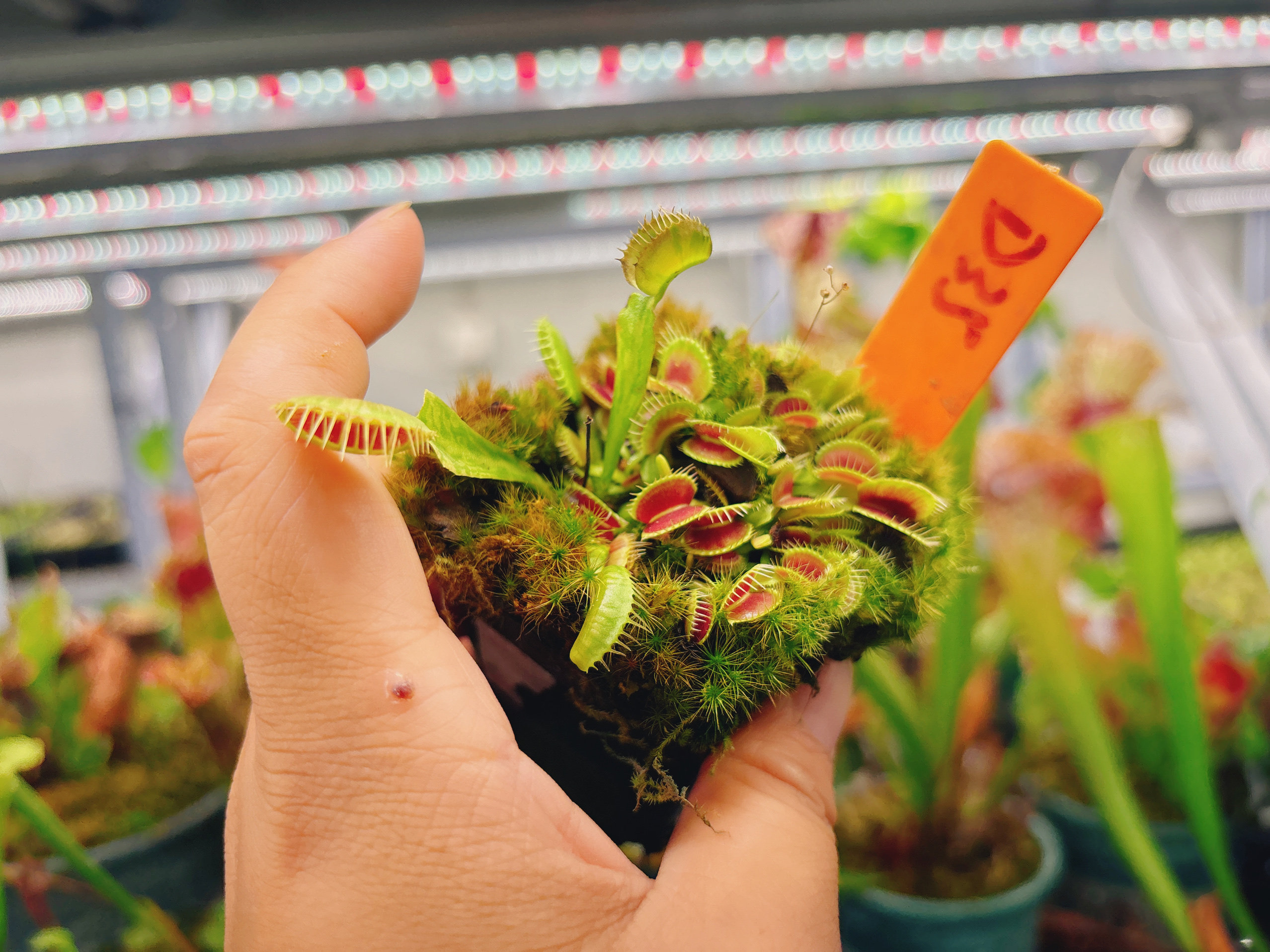 实物图--三文鱼捕蝇草食虫植物盆栽精选一物一拍实拍图d35