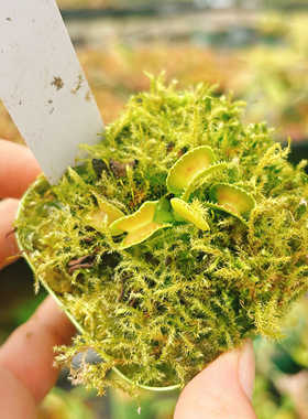 浙江实物图--超级威龙捕蝇草  食虫植物精选特价一物一拍F162号