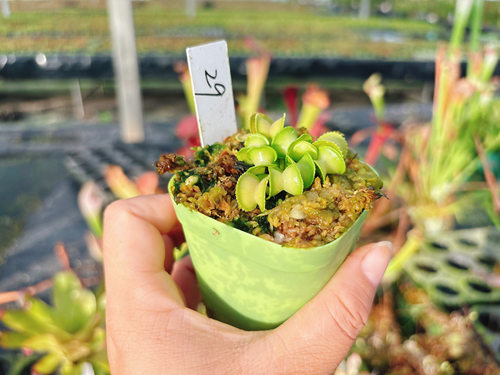 浙江实物图--29号和谐捕蝇草大苗   短齿食虫植物精选物一拍