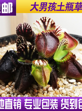 【大男孩土瓶草】澳洲食虫植物