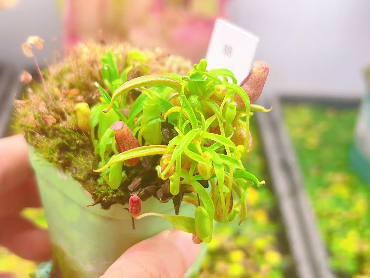 佛山实物图--88号 杏黄猪笼草 小型食虫猪笼草精选一物一拍