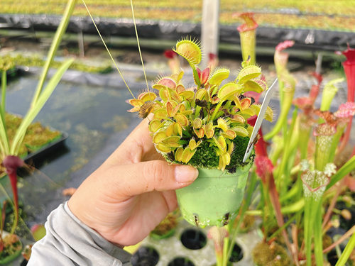 浙江实物图--超大捕蝇草爆盆分株食虫植物一物一拍实拍图B2号