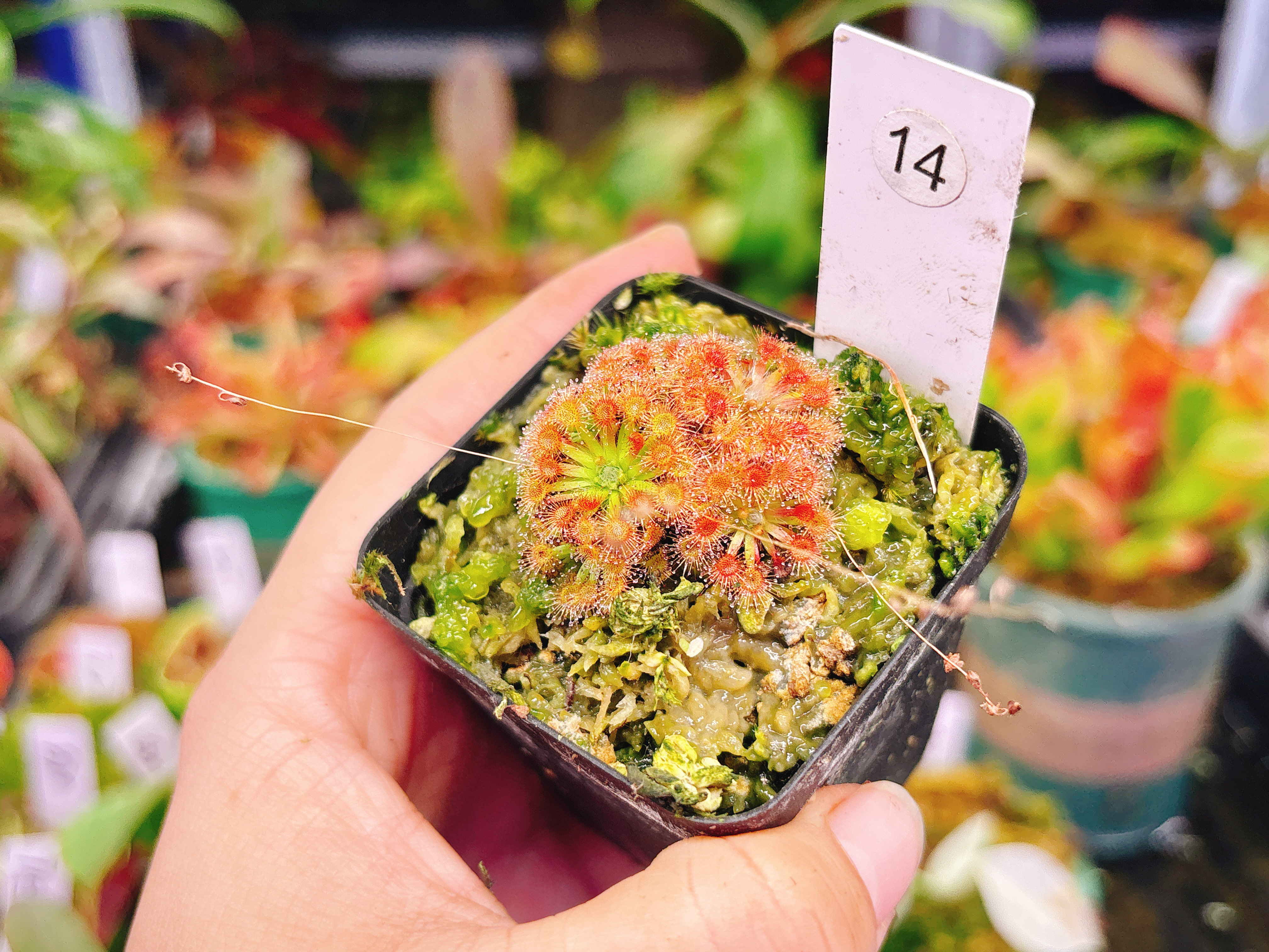 浙江实物图--金丝绒迷你茅膏菜多颗爆盆造景精选一物一拍14号