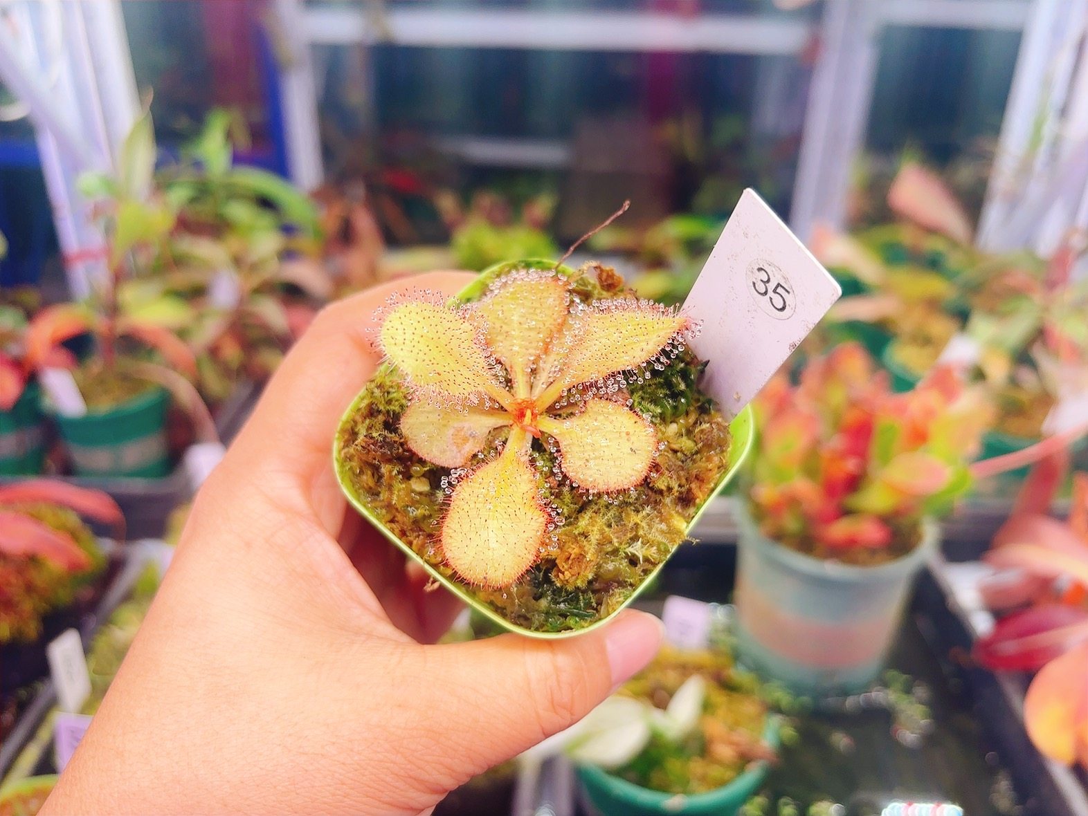 浙江实物图--仙女座茅膏菜大叶子黏虫草精选一物一拍实拍图35号,鲜花速递/花卉仿真/绿植园艺,食虫植物,淘宝优惠券,粉丝福利购,淘宝优惠卷