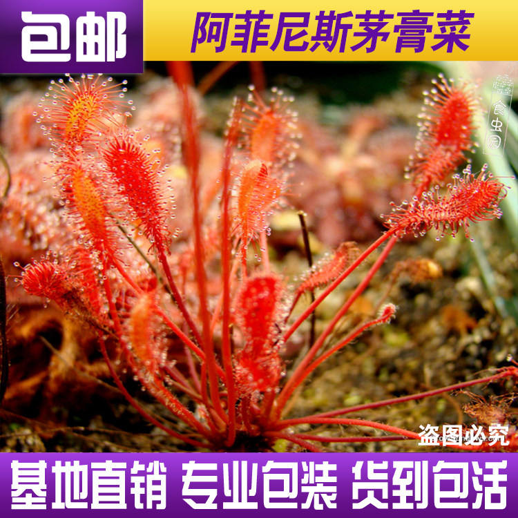 【阿菲尼斯茅膏菜】 食虫植物食虫草趣味绿植 稀有茅膏菜 包邮