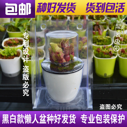 黑白款种好发货包邮捕蝇草食虫草