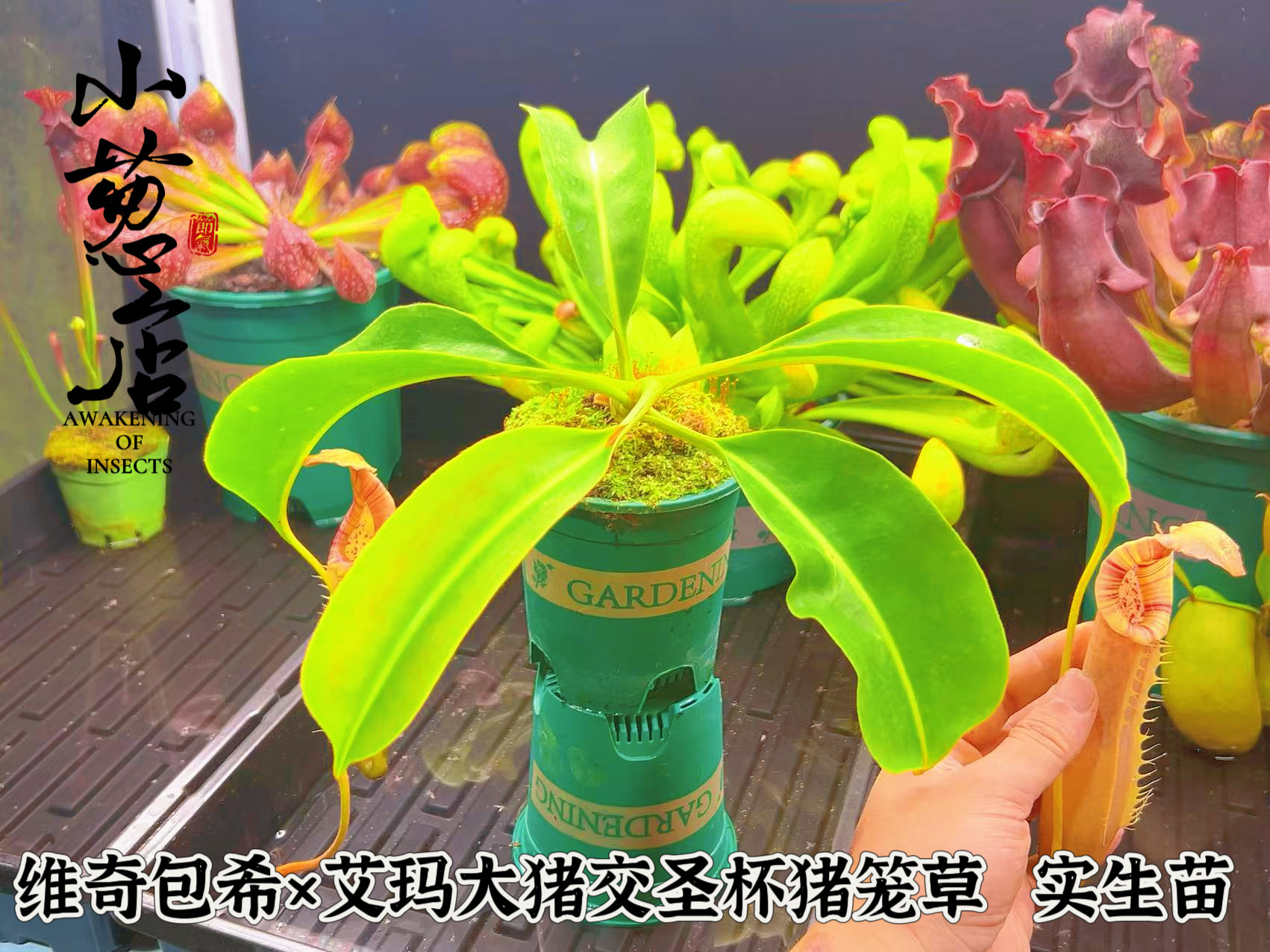 食虫植物--维奇包希×大猪艾玛交圣杯 猪笼草实生苗花唇精品食虫 - 实物图