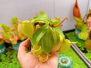 佛山实物图--34号 海淘货 绿苹果猪笼草 高颜值精选一物一拍