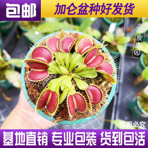【捕蝇草加仑盆大苗种好发货】食虫植物 食人花驱蚊草捕虫草 趣味
