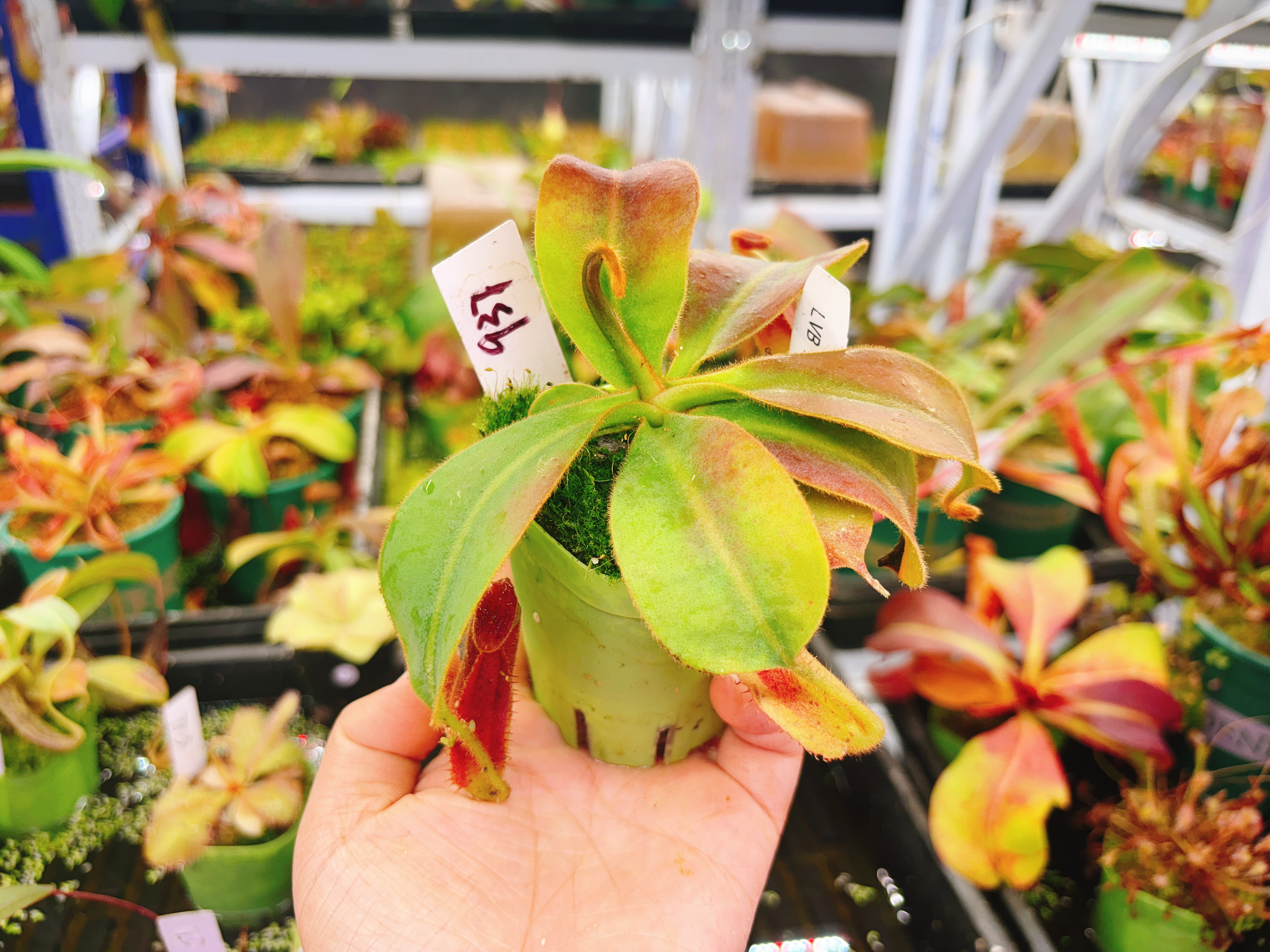 浙江实物图--LVB交维奇 猪笼草小苗精选一物一拍实拍图937号