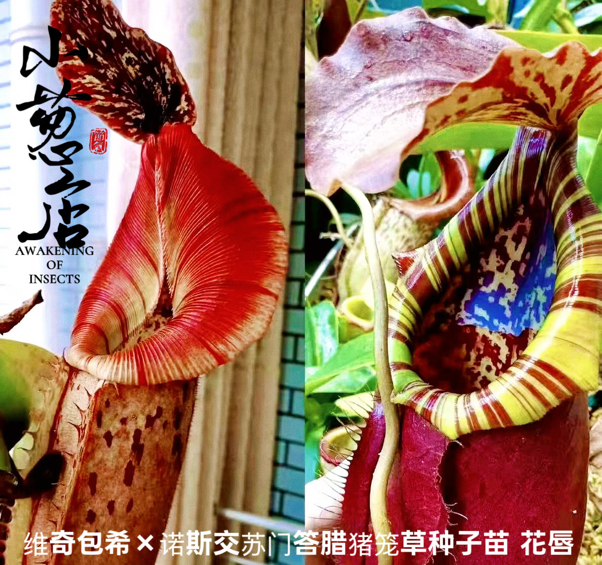 食虫植物-- 维奇包希×诺斯交苏门答腊猪笼草种子苗 花唇精选个体
