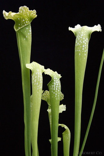 食虫植物--绿魔瓶子草  食虫草绿植盆栽  绿怪物瓶子草食虫草