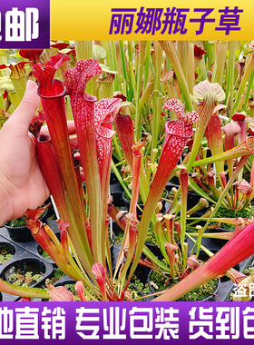 【丽娜瓶子草】2019年选育新品种 红色瓶子 食虫植物