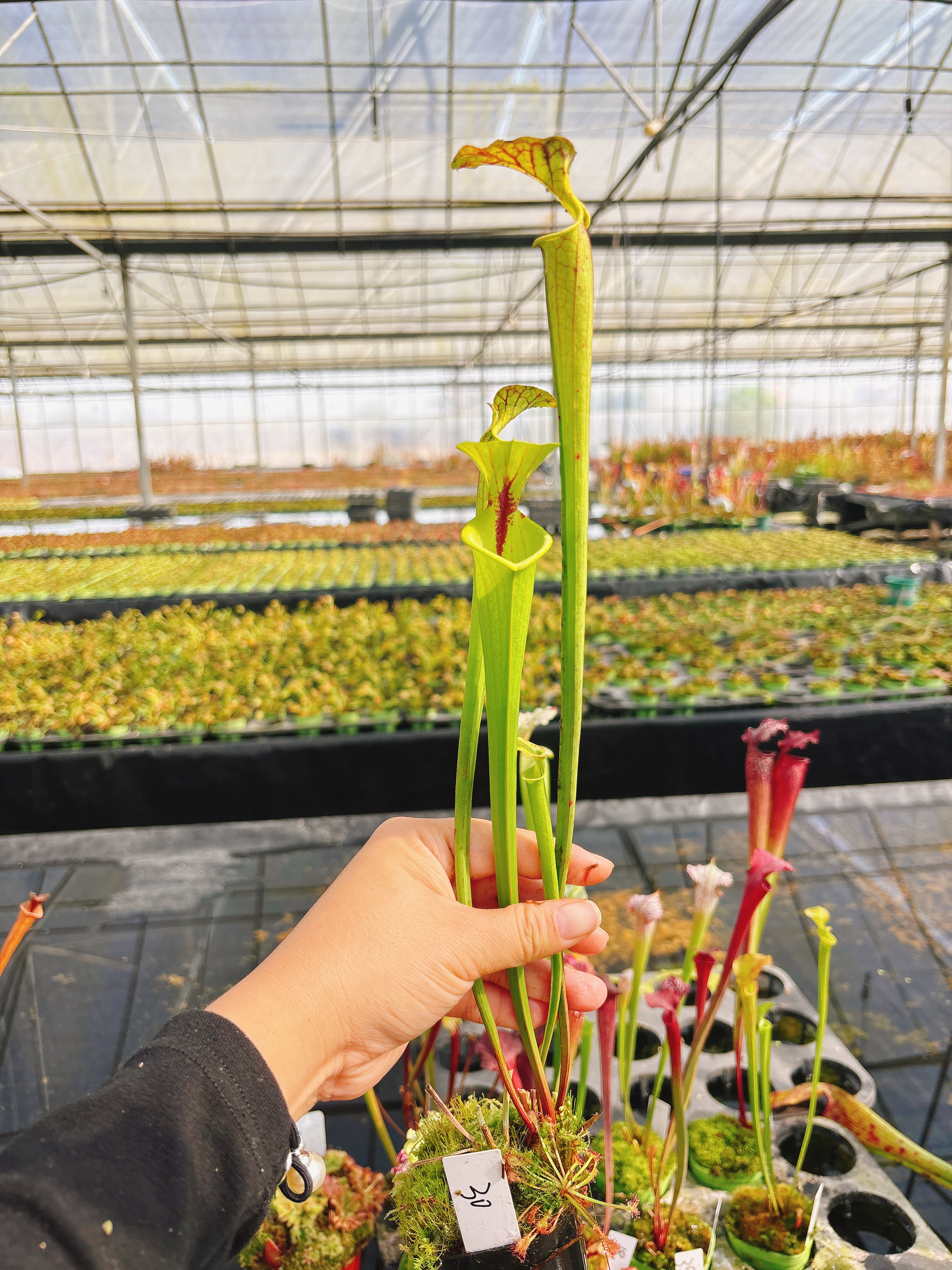 浙江实物图--黄瓶瓶子草大苗精选一物一拍实拍图30号休眠期快