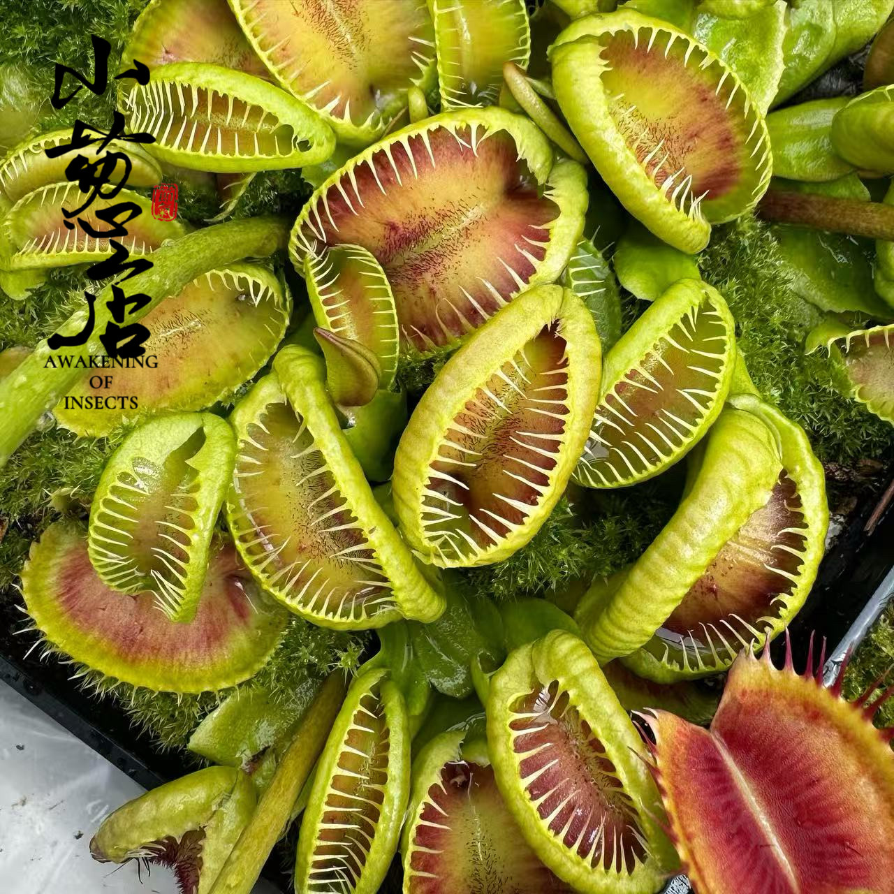 食虫植物--莲座奸笑捕蝇草 高端食虫捕蝇草叶插食虫捕虫盆栽