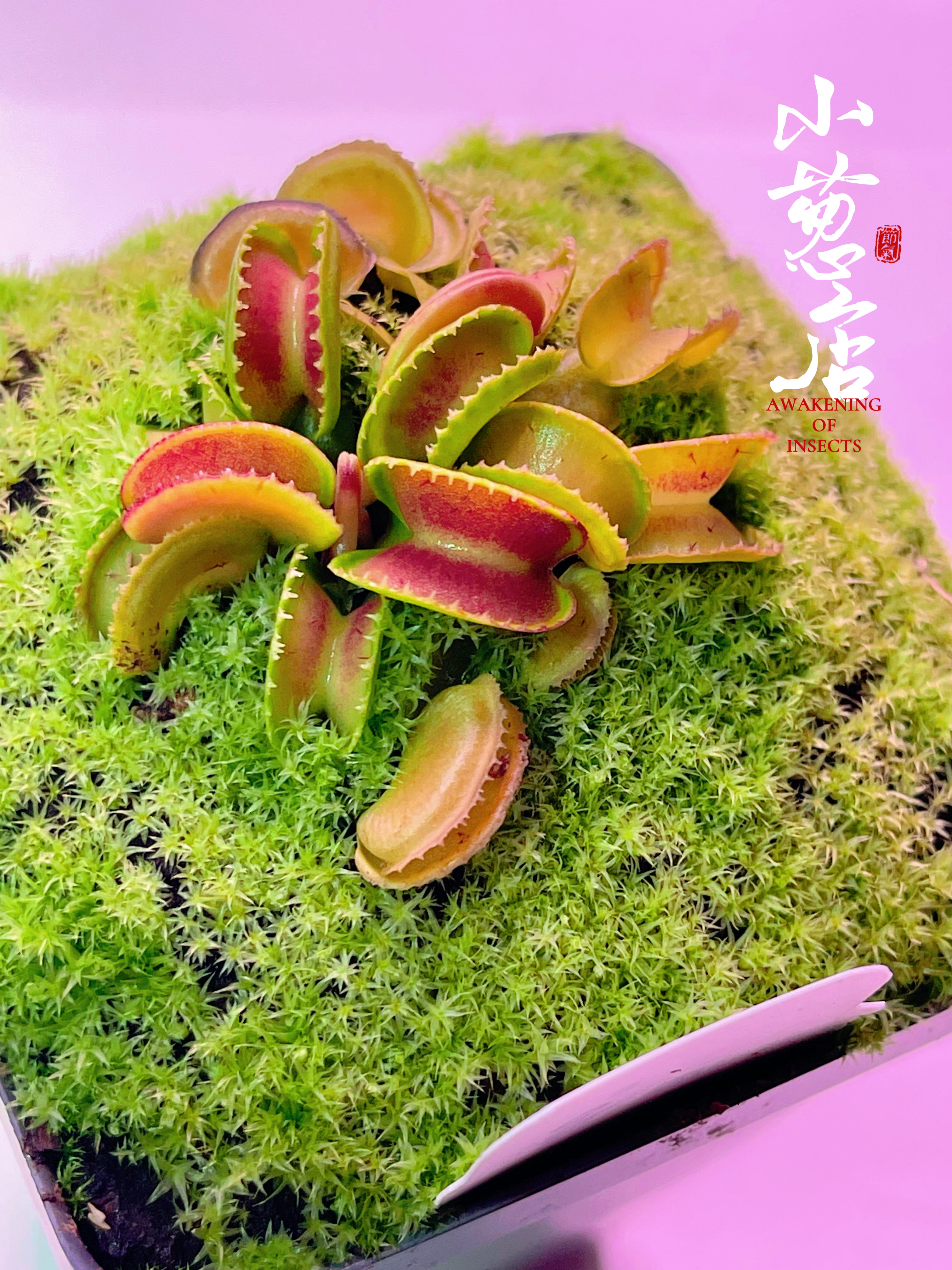 食虫植物--超级威龙捕蝇草  短齿类小型版捕蝇草种苗捕虫草绿植