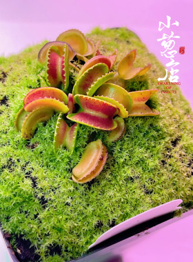 食虫植物--超级威龙捕蝇草  短齿类小型版捕蝇草种苗捕虫草绿植