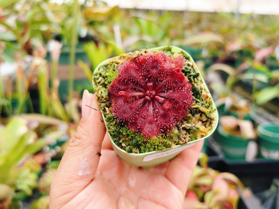 食虫植物--红宝石茅膏菜全红个体圆形黏虫草精选颜色艳丽粘虫草