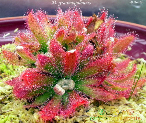 食虫植物--格拉莫哥【香花茅膏菜】茅膏菜毛毡苔毛膏菜食虫草 - 封面