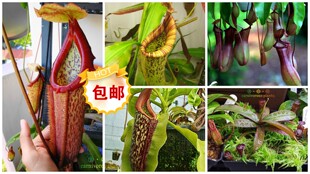 食虫植物--各种猪笼草套餐【食虫草绿植】包邮 会吃虫子的草