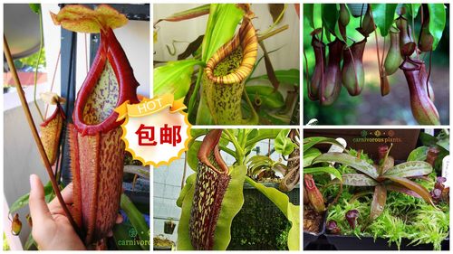 食虫猪笼草套餐盆栽包邮会吃绿植