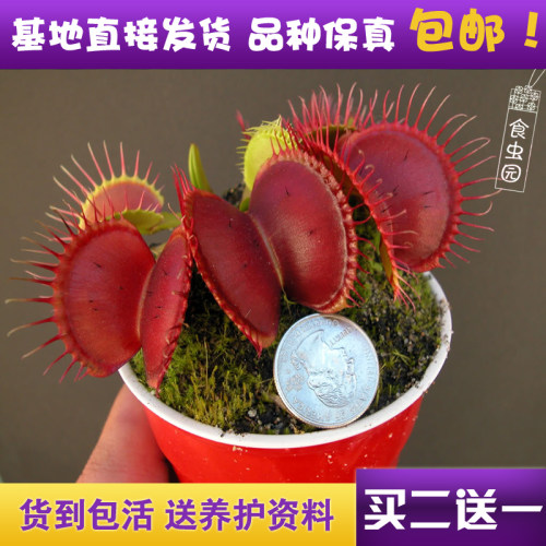 食虫植物b52捕蝇草超大