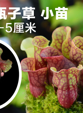 食虫植物-紫色瓶子草 食虫草 食人花 易活品种 新手入门 包邮特价