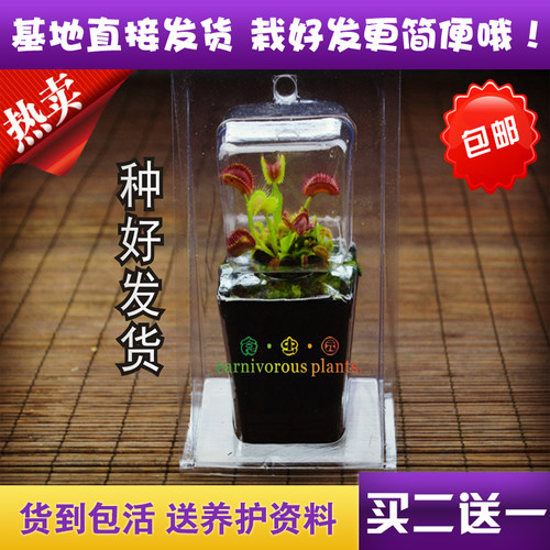 【种好发货】捕蝇草绿植盆栽