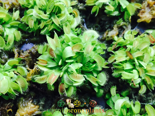 食虫植物-B52捕蝇草【超值带分株 包邮】