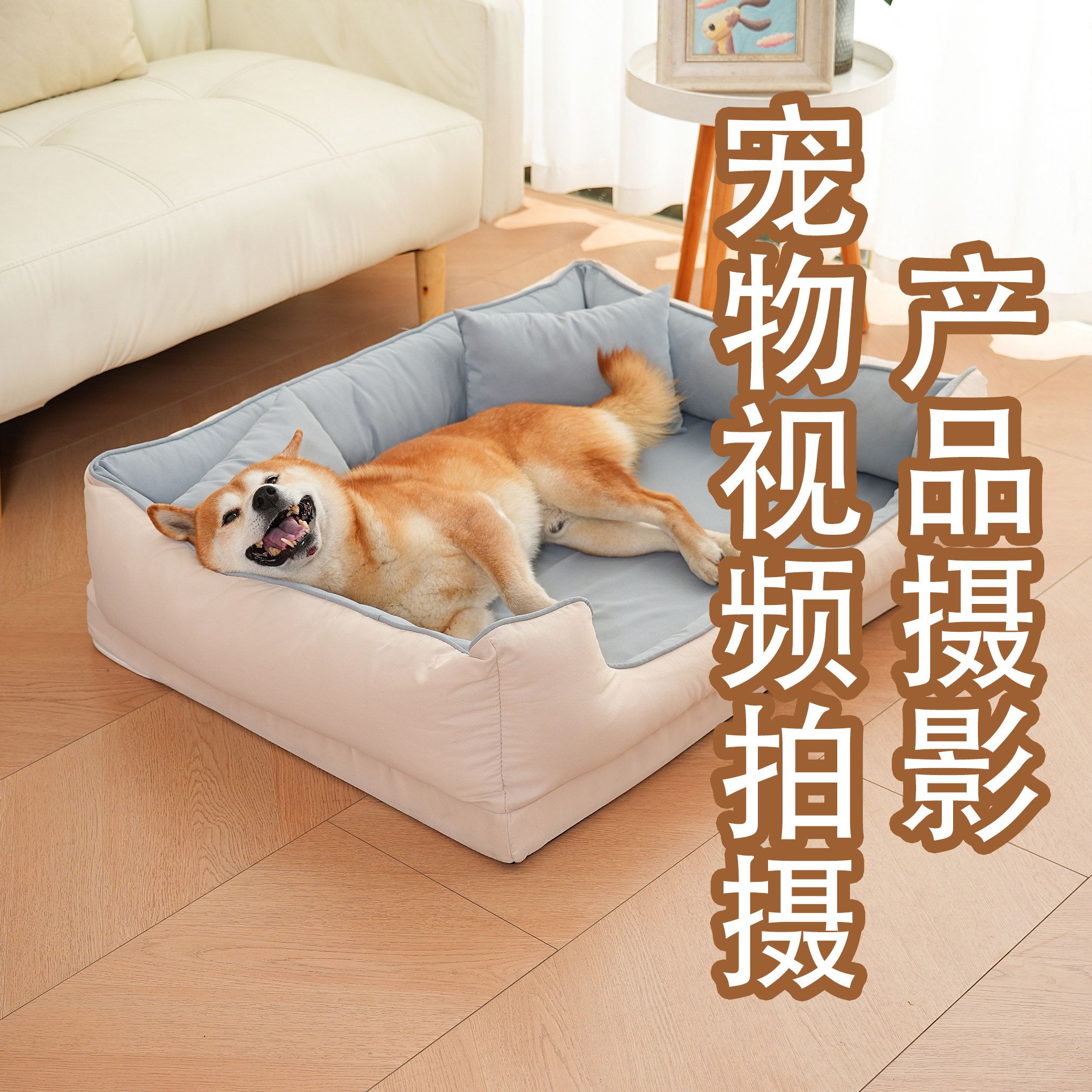 淘宝产品图片拍摄亚马逊照片宠物宠物摄影