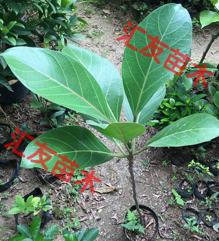 高山榕叶子,花叶高山榕,高山榕叶子图片(第11页)_大山谷图库
