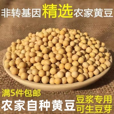 老品种非转基因黄豆新货打豆浆
