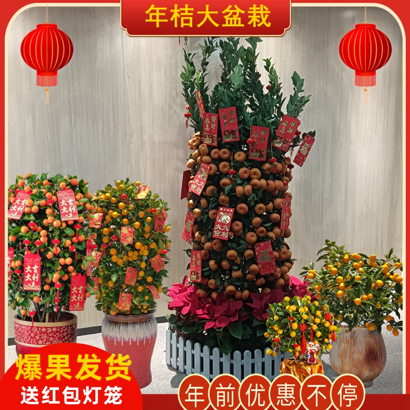 年桔带果脆皮金桔四季桔橘子树年桔盆栽朱砂橘年宵花招财盆景送礼