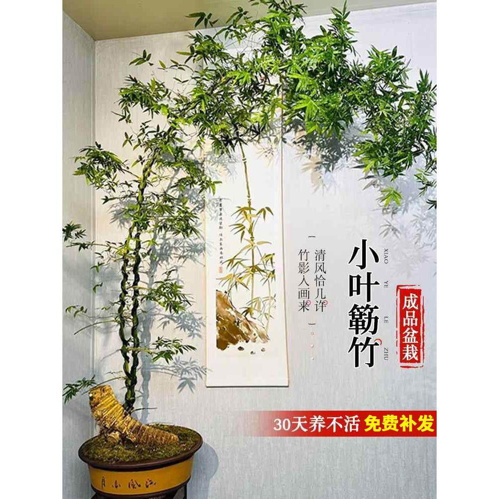 小叶簕竹成品盆景盆栽老桩禅意竹子室内办公室桌面四季客厅绿植物