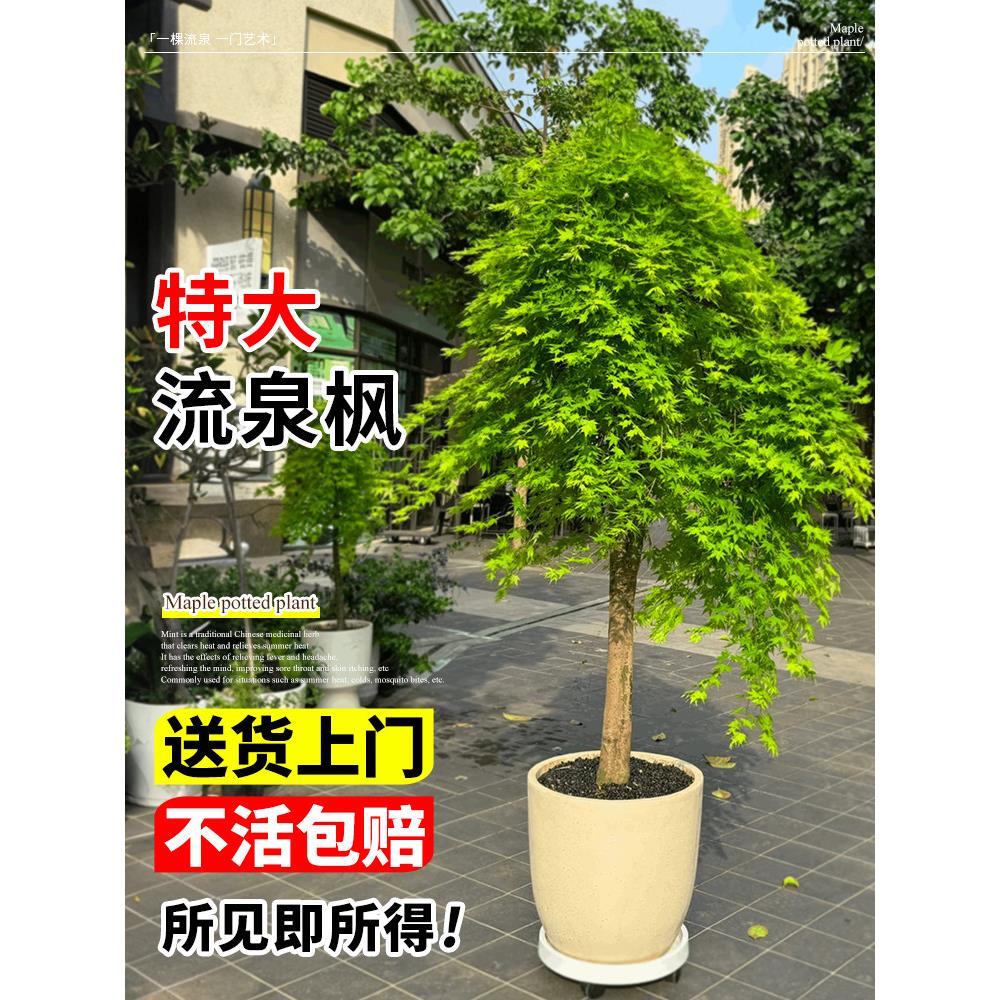 流泉枫盆栽大型绿植室内客厅网红黄金流泉枫落地大号四季常青植物