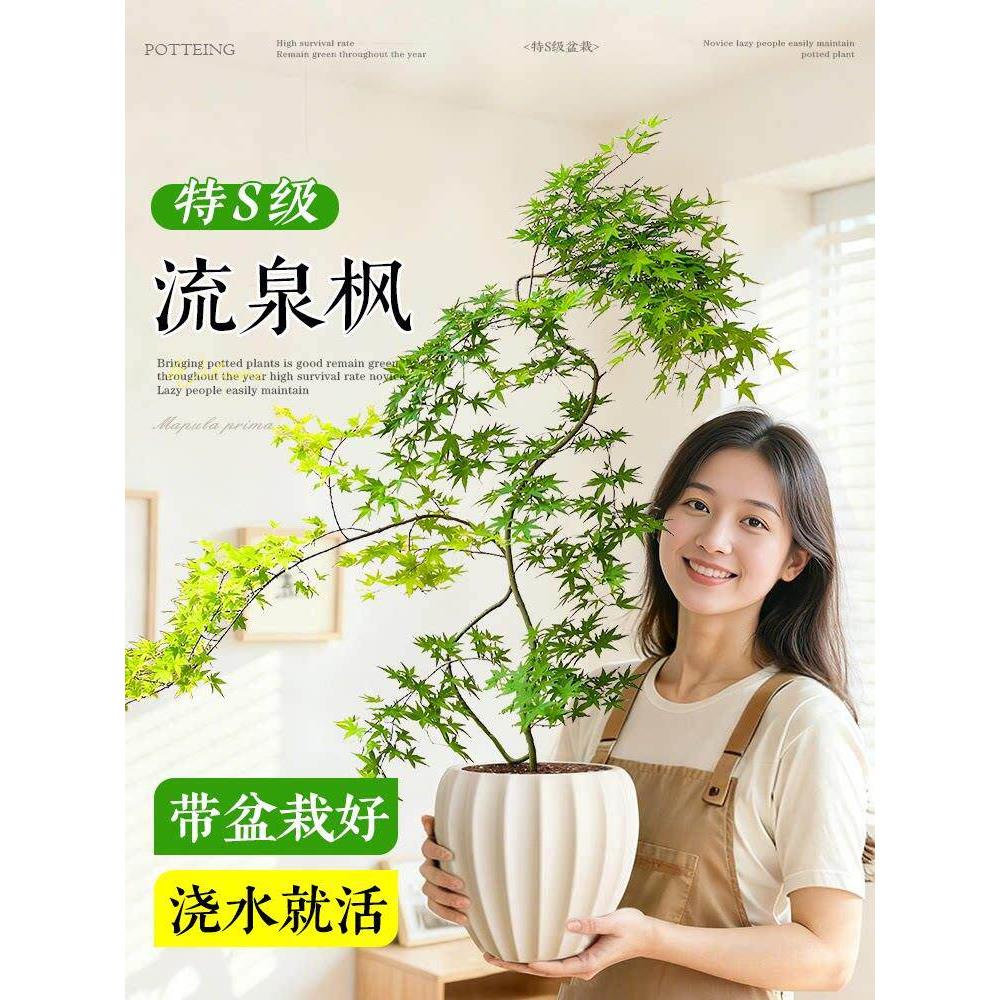 流泉枫盆栽桌面绿植禅意茶室盆景室内客厅植物玄关书房日本枫树