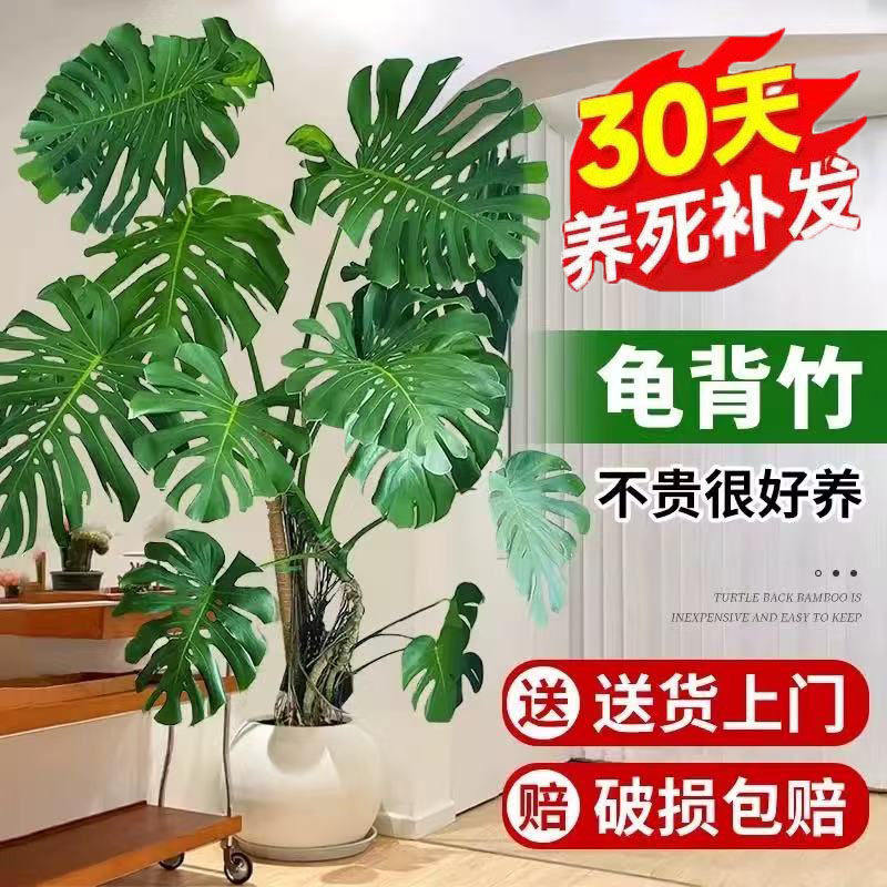 老桩龟背竹客厅大盆栽室内大叶植物电视柜旁边大型绿植落地好养花