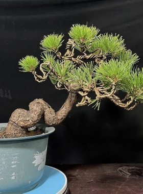 黑松盆景精品短针黑松造型黑松绿植盆栽黑松树苗阳台客厅办公桌
