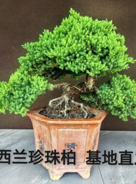 正宗新西兰珍珠柏盆栽矮霸老桩阳台微型盆景地柏树四季常青小植物