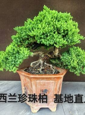 正宗新西兰珍珠柏盆栽矮霸老桩阳台微型盆景地柏树四季常青小植物